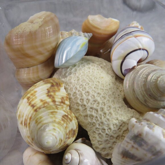 REAL Sea Shells in a Glass Square Vase and sand #10 Larger - Picture 6 of 13